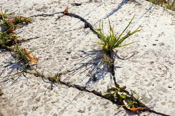 Трава растет через бетон — стоковое фото
