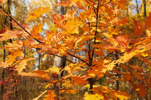 Κίτρινο δέντρο τον Οκτώβριο — Φωτογραφία Αρχείου