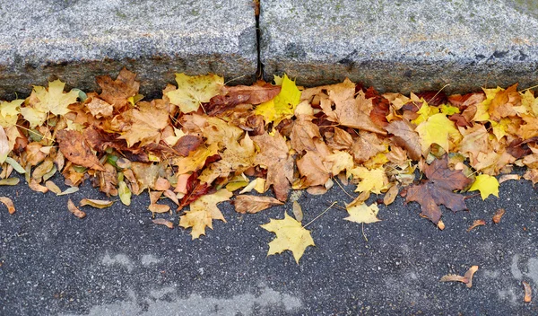 Gelbe Herbstblätter unterwegs — Stockfoto