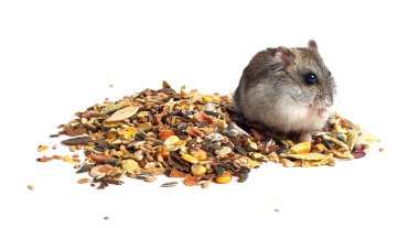 yemek djungarian hamster