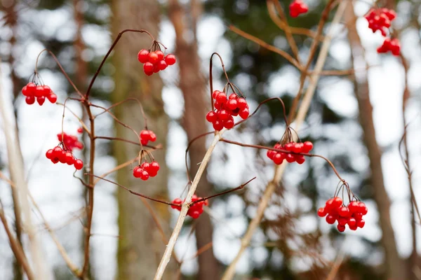 Viburnum berries in winter. winter day. — Stock Photo, Image