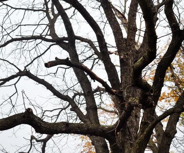 Naked branches of a tree against sky in fog — Stock Photo, Image