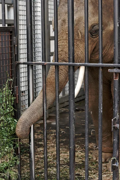 Elefante no zoológico atrás da gaiola — Fotografia de Stock