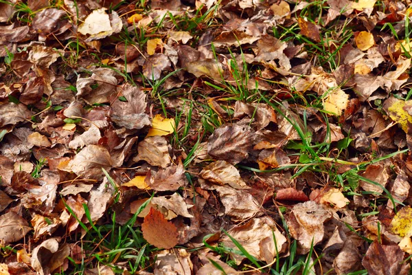 Folha de outono na grama verde — Fotografia de Stock