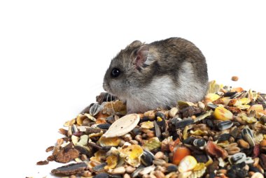 yemek djungarian hamster