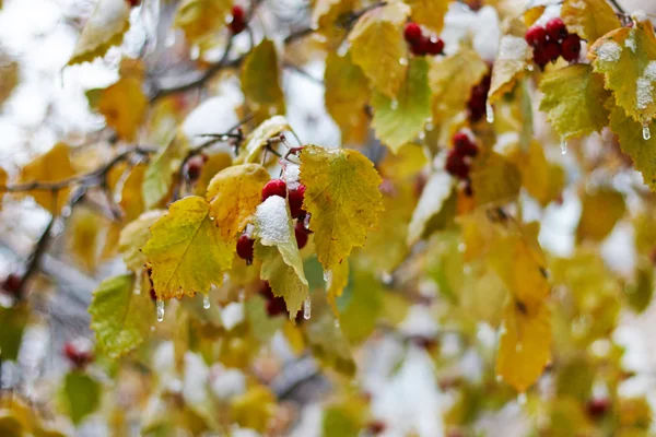 Yellow leaves encased in coating of ice — Stock Photo, Image