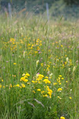 Provence otlar. sığ derinlik-in tarla