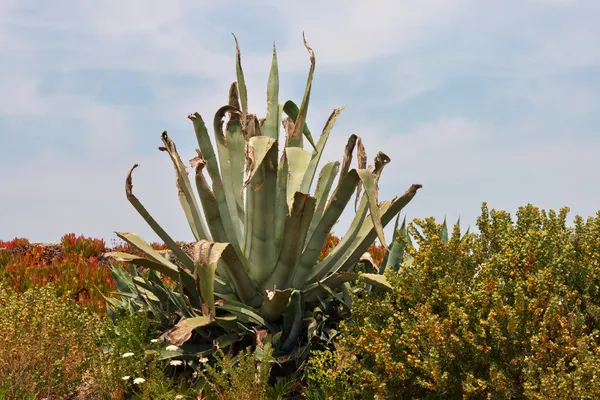 Cactuses and agava at tropical garden — Stock Photo, Image