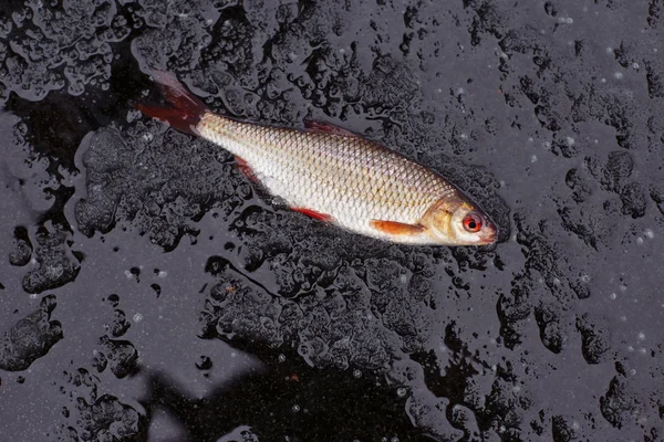 Winter fishing. perch fish on ice — Stock Photo, Image