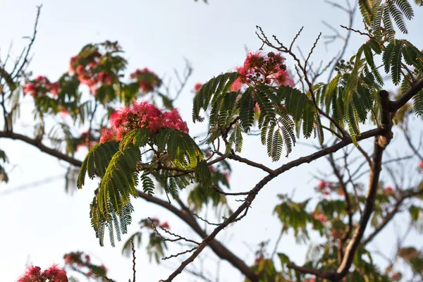 꽃이 만발한 열 대 아카시아 알 비 지아 julibrissin — 스톡 사진