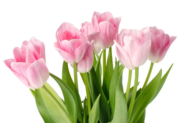 粉红郁金香，白色背景分离 — 图库照片