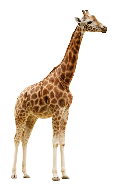 Giraffe isoliert auf weißem Hintergrund. — Stockfoto