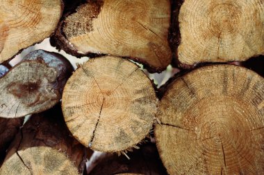 kesilen ağaç güdük günlük yığını