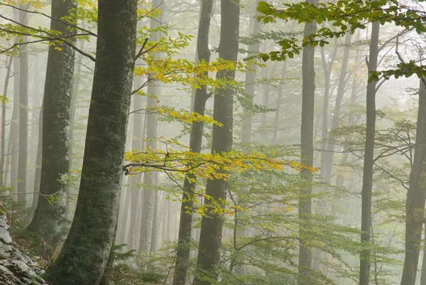 Komarca yolu — Stok fotoğraf