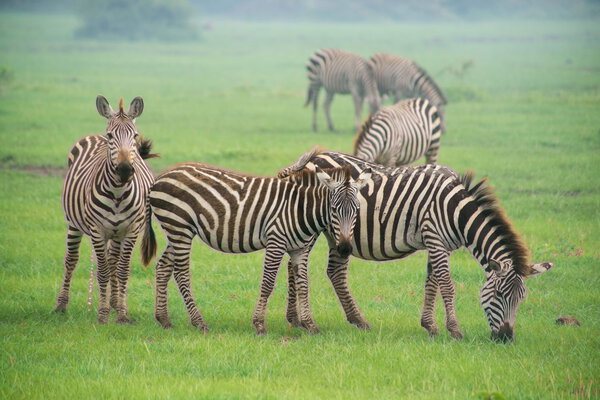 Zebras graze at Manyara national park in Tanzania