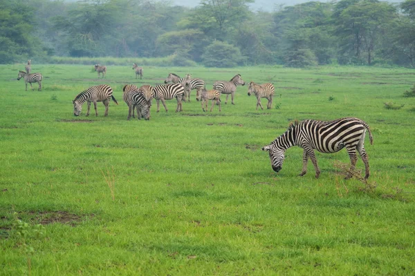 Zebra 's — Stockfoto