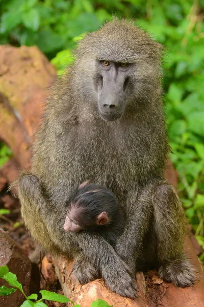 Baboon — Stock fotografie