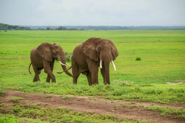 Elefanten — Stockfoto