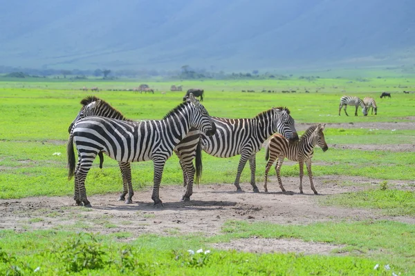 Zebra 's — Stockfoto