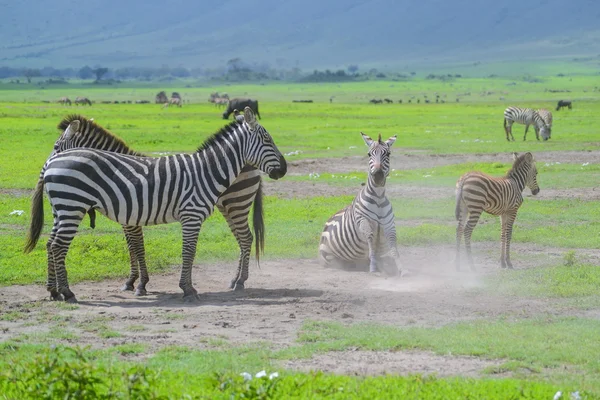 Zebras — Stockfoto