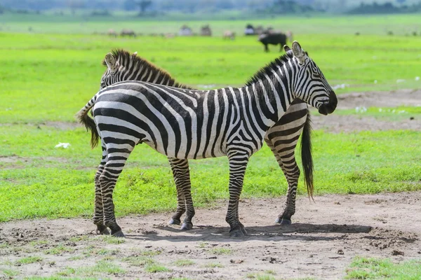 Zebra 's — Stockfoto