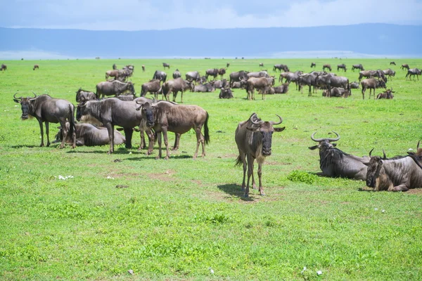 Wildebeests — Stock Photo, Image