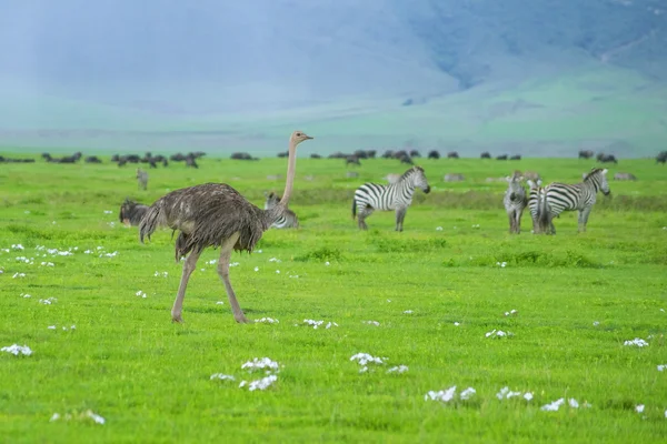 Ostrich — Stock Photo, Image