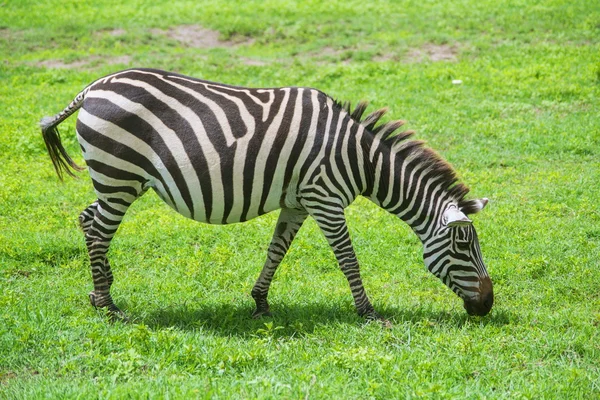 Zebra — Zdjęcie stockowe