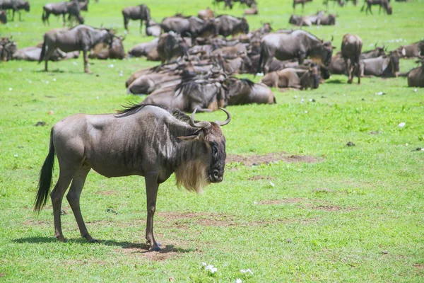 Wildebeests — Stock Photo, Image