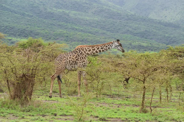 Giraffe — Stockfoto