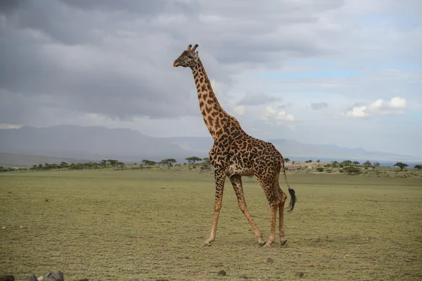 Giraffe — Stockfoto