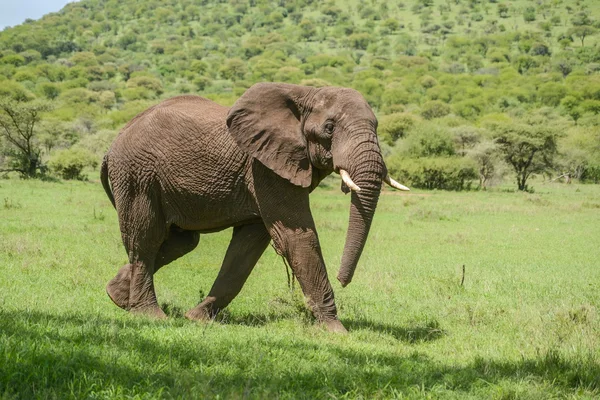 Elefant — Stockfoto