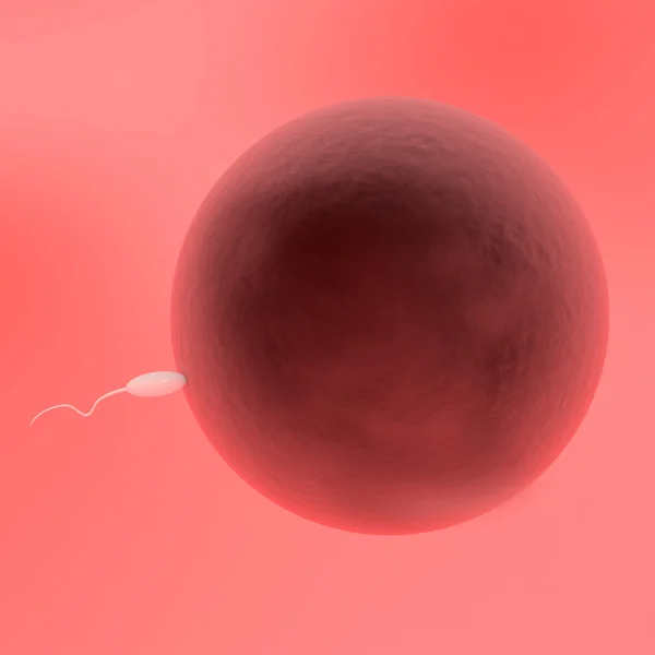 Sperm Entering Human Egg — Stock Photo, Image