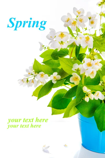 Ramuri de primăvară în floare — Fotografie, imagine de stoc