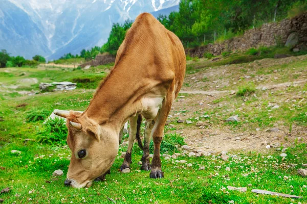 Kırmızı inek — Stok fotoğraf