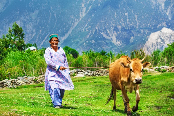 Yaşlı kadın, bir de inek — Stok fotoğraf