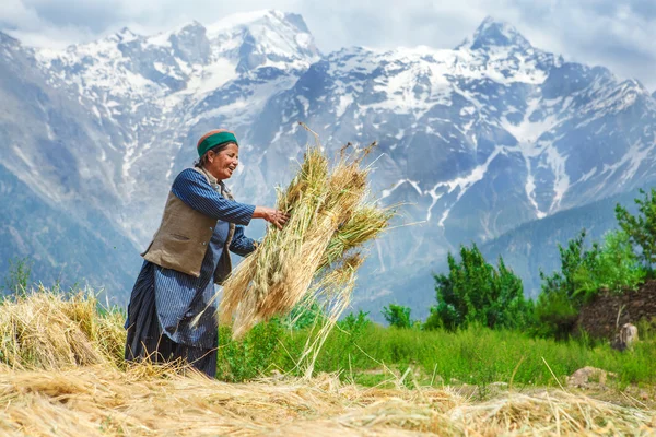 Tarımsal zaman — Stok fotoğraf