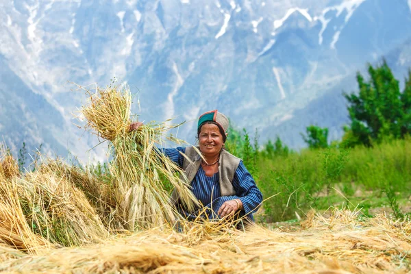 Kadın kurutma buğday — Stok fotoğraf