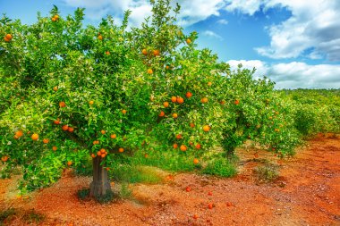 Çiçekli portakal ağacı