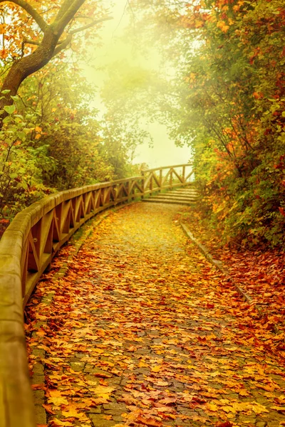 Treppe mit goldenen Blättern bedeckt — Stockfoto