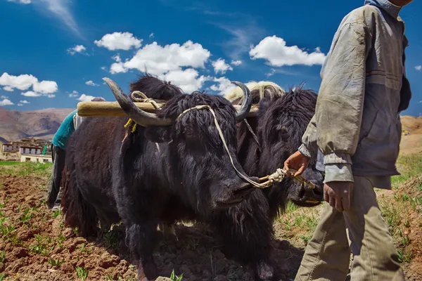 Agricultura tradicional en la India — Foto de Stock