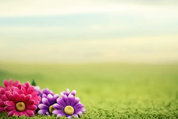 Cute flowers on lawn — Stock Photo, Image