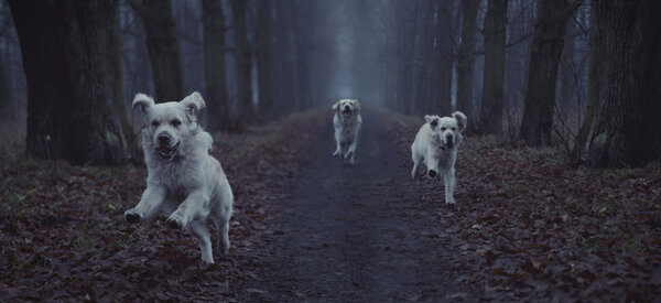 Fantastic picture of beautiful running dog