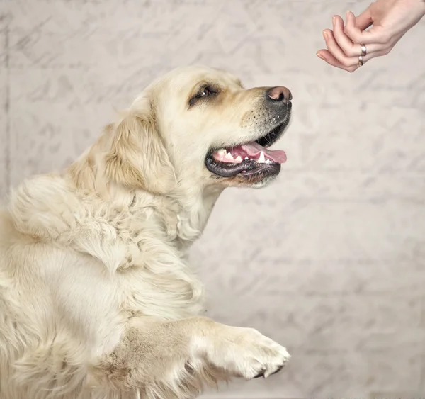 Maître voulant saluer avec chien — Photo