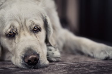 bir köpek büyük resim