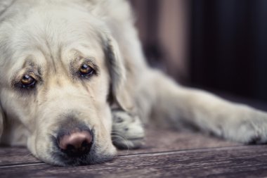 büyük beyaz köpek hüzünlü gözleri