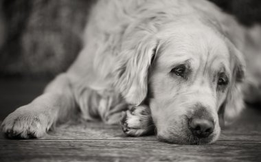 Beyaz retriever üzgün gözlerle döşeme