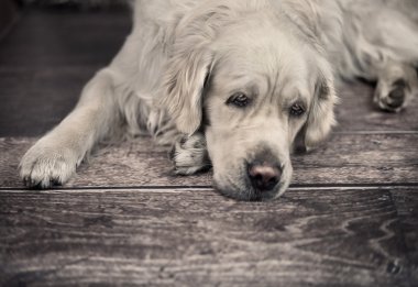 üzgün beyaz bir köpek
