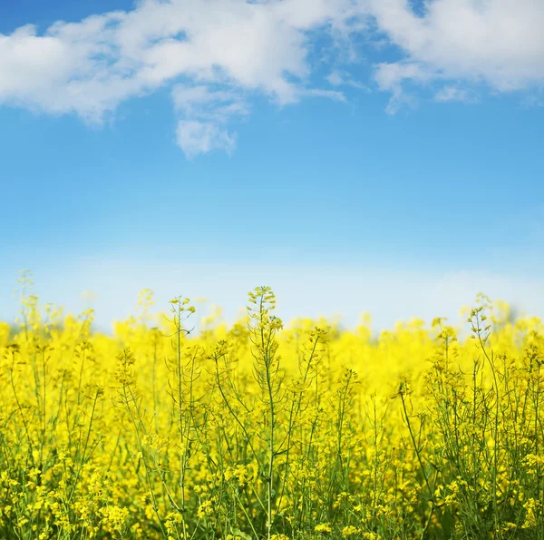 Желтое поле рапса в цвету — стоковое фото