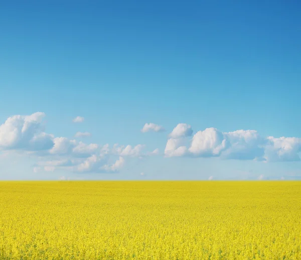 Canola gewassen op blauwe hemel — Stockfoto